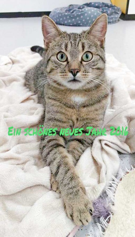 Kater Cooper wünscht ein schönes 2016! / © 2015 Arche KaNaum (DN)