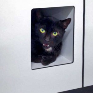 Kater Bruno / © 2016 Arche KaNaum (DN)