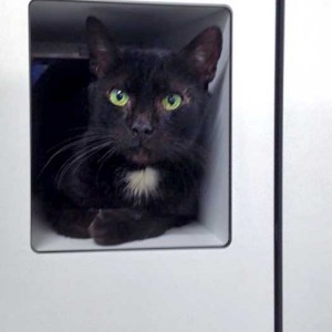 Kater Bruno / © 2016 Arche KaNaum (DN)