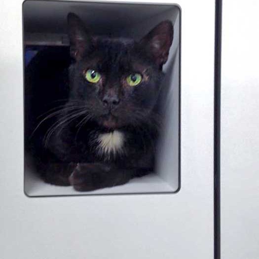 Kater Bruno / © 2016 Arche KaNaum (DN) Kater Bruno / © 2016 Arche KaNaum (DN)