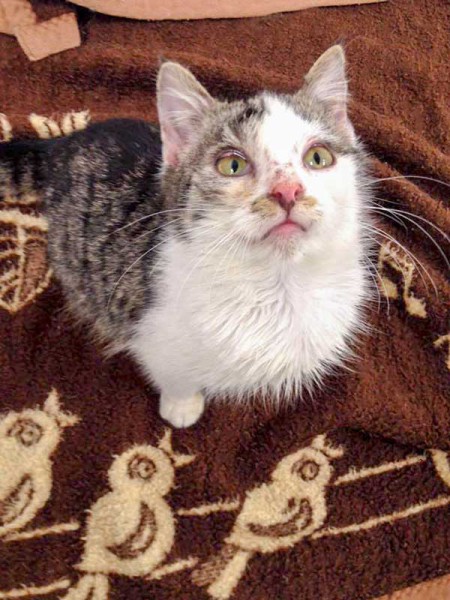 Kater Bingo (aka Kätzin Biggi) / © 2016 Arche KaNaum (DN)