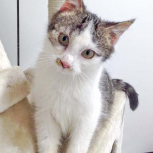 Kater Bingo / © 2016 Arche KaNaum (DN) Kater Bingo / © 2016 Arche KaNaum (DN)