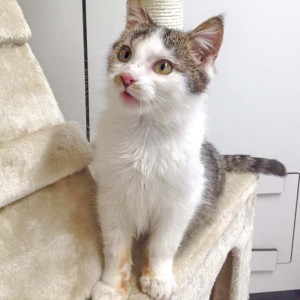 Kater Bingo / © 2016 Arche KaNaum (DN) Kater Bingo / © 2016 Arche KaNaum (DN)