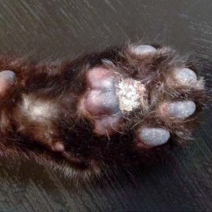 Brunos linke Vorderpfote sechs Wochen nach der ersten Behandlung / © 2016 Arche KaNaum (DN)