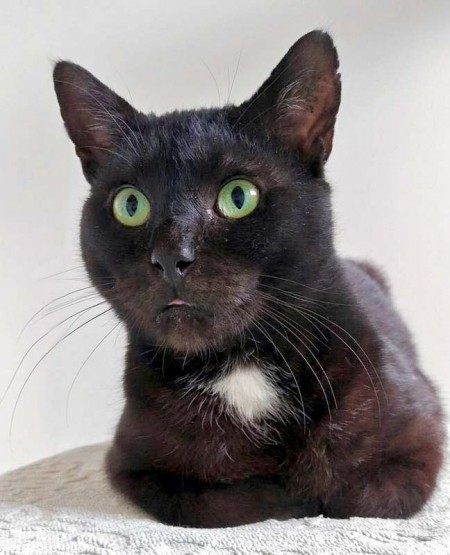 Kater Bruno / © 2016 Arche KaNaum (DN)