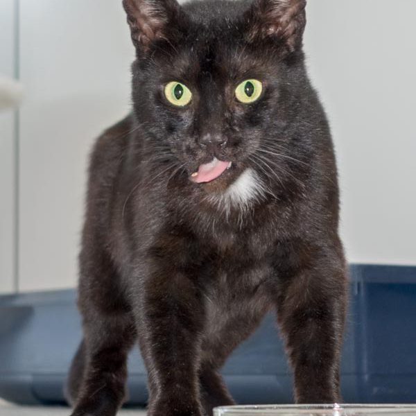 Kater Bruno, unser kleiner Panther / © 2016 Arche KaNaum (NH) Kater Bruno, unser kleiner Panther / © 2016 Arche KaNaum (NH)