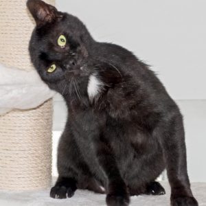 Kater Bruno / © 2016 Arche KaNaum (NH)