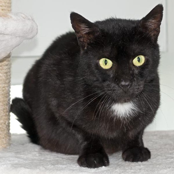 Kater Bruno / © 2016 Arche KaNaum (NH)