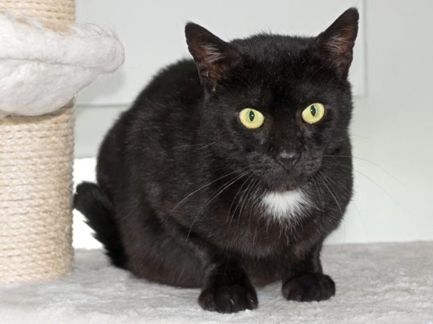 Kater Bruno / © 2016 Arche KaNaum (NH)