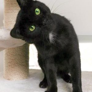 Kater Bruno mal ganz zutraulich / © 2016 Arche KaNaum (OS)