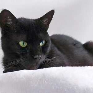 Kater Bruno / © 2016 Arche KaNaum (OS)