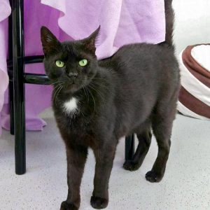 Kater Bruno / © 2016 Arche KaNaum (OS)