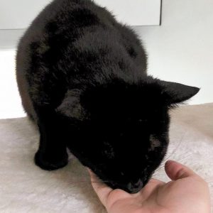 Kater Bruno mal ganz zutraulich / © 2016 Arche KaNaum (OS)