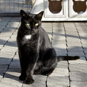 Kater Bruno / © 2016 Arche KaNaum (DN)