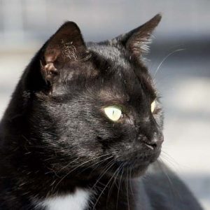 Kater Bruno / © 2016 Arche KaNaum (DN)