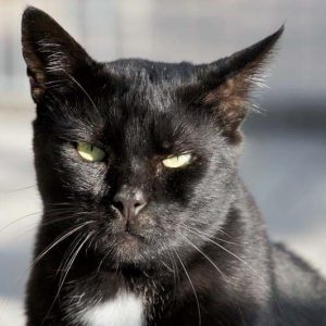 Kater Bruno / © 2016 Arche KaNaum (DN)