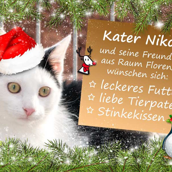Kater Niko und die kleinen Weihnachtswünsche unserer Schützlinge aus Raum Florenz / © 2015 Arche KaNaum (NH) Kater Niko und die kleinen Weihnachtswünsche unserer Schützlinge aus Raum Florenz / © 2015 Arche KaNaum (NH)