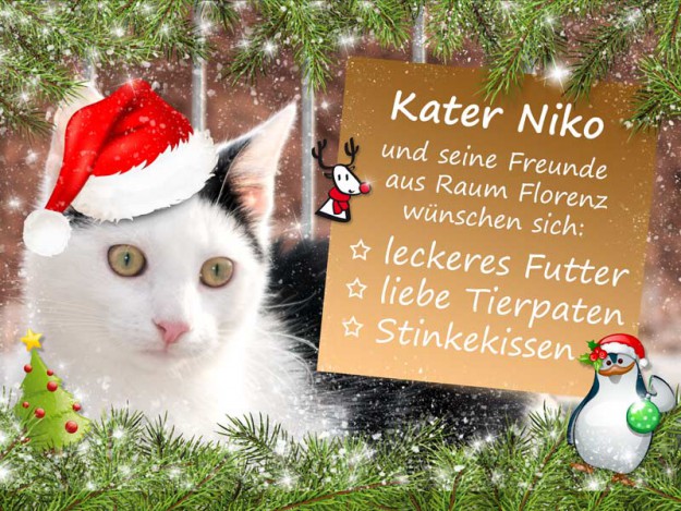 Kater Niko und die kleinen Weihnachtswünsche unserer Schützlinge aus Raum Florenz / © 2015 Arche KaNaum (NH)