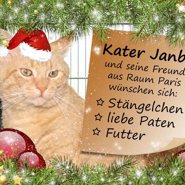 Kater Janbo und die kleinen Weihnachtswünsche unserer Schützlinge aus Raum Paris / © 2015 Arche KaNaum (NH)