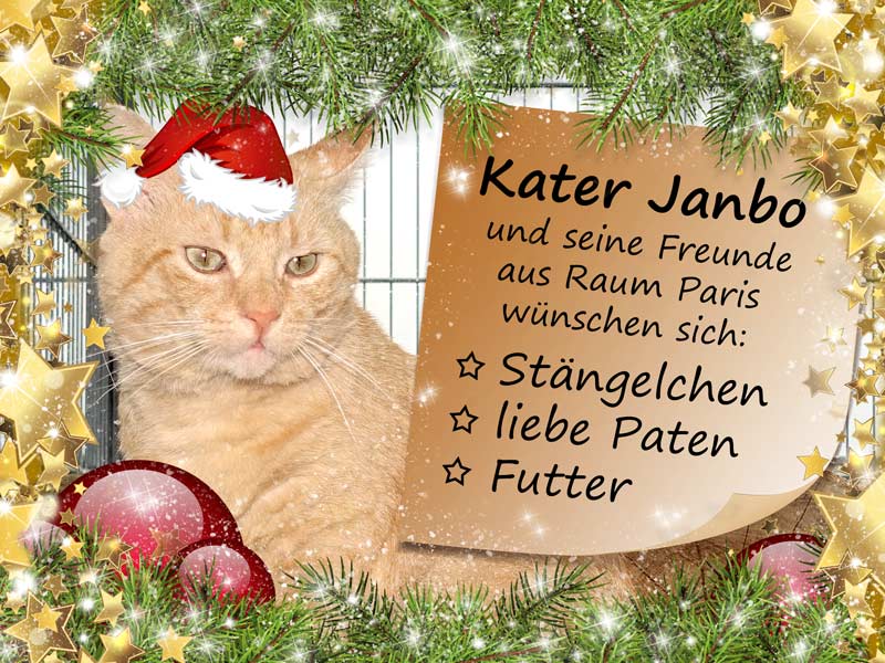 Kater Janbo und die kleinen Weihnachtswünsche unserer Schützlinge aus Raum Paris / © 2015 Arche KaNaum (NH)