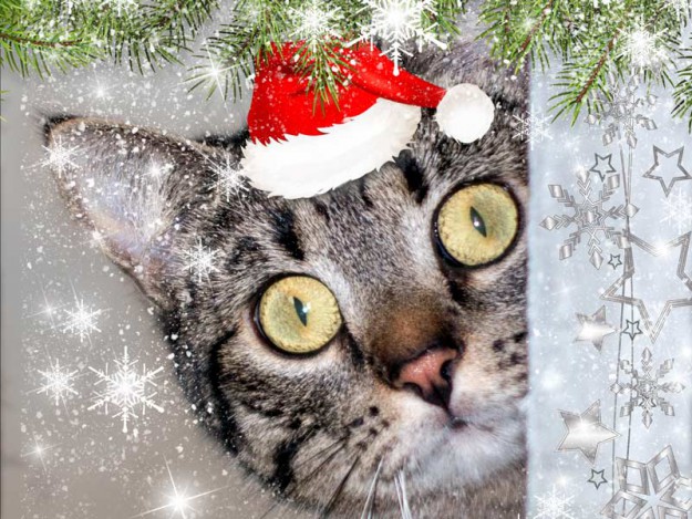 Kätzin Laura im Weihnachtsdress / © 2015 Arche KaNaum (NH)