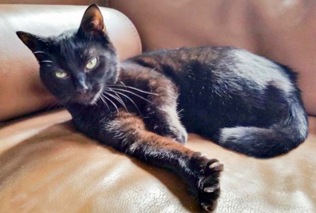 Kätzin Lucy im neuen Zuhause / © 08.04.'15 Privat