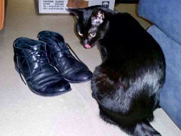 Kätzin Lucy im neuen Zuhause / © 08.04.'15 Privat