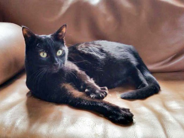 Kätzin Lucy im neuen Zuhause / © 08.04.'15 Privat