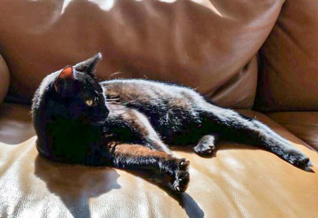 Kätzin Lucy im neuen Zuhause / © 08.04.'15 Privat