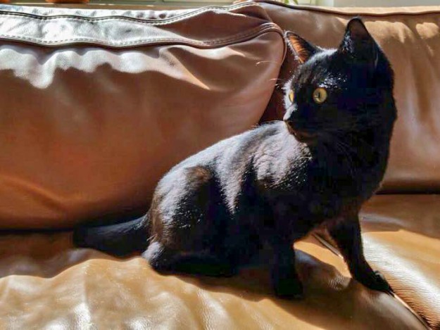 Kätzin Lucy im neuen Zuhause / © 08.04.'15 Privat