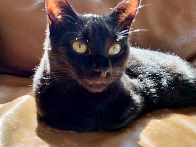 Kätzin Lucy im neuen Zuhause / © 08.04.'15 Privat