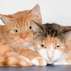 Kätzin Else (l.) mit Freundin Mary  / © 2015 Arche KaNaum (NH) Kätzin Else (l.) mit Freundin Mary / © 2015 Arche KaNaum (NH)