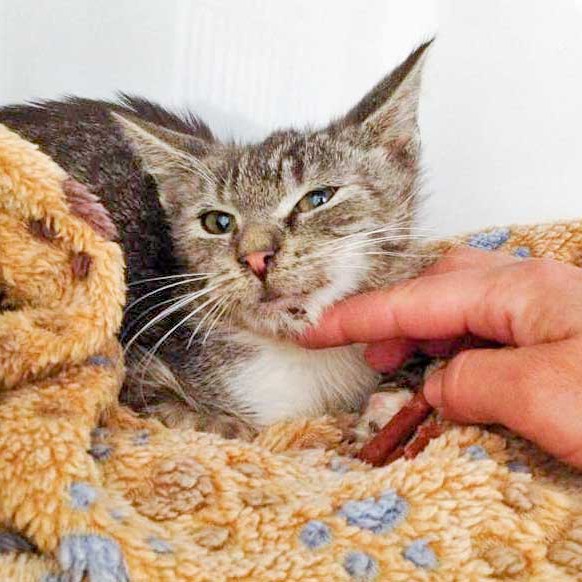 Kater Justus – so sah er aus, als er zu uns kam  / © 2015 Arche KaNaum (DN) Kater Justus - so sah er aus, als er zu uns kam / © 2015 Arche KaNaum (DN)