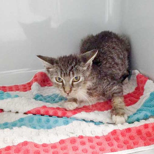 Kater Justus – so sah er aus, als er zu uns kam  / © 2015 Arche KaNaum (DN) Kater Justus - so sah er aus, als er zu uns kam / © 2015 Arche KaNaum (DN)