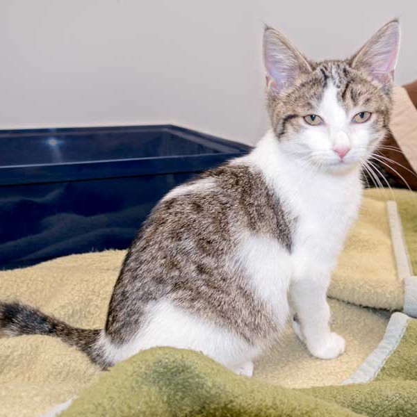 Kätzin Kathie / © 2015 Arche KaNaum (NH) Kätzin Kathie / © 2015 Arche KaNaum (NH)