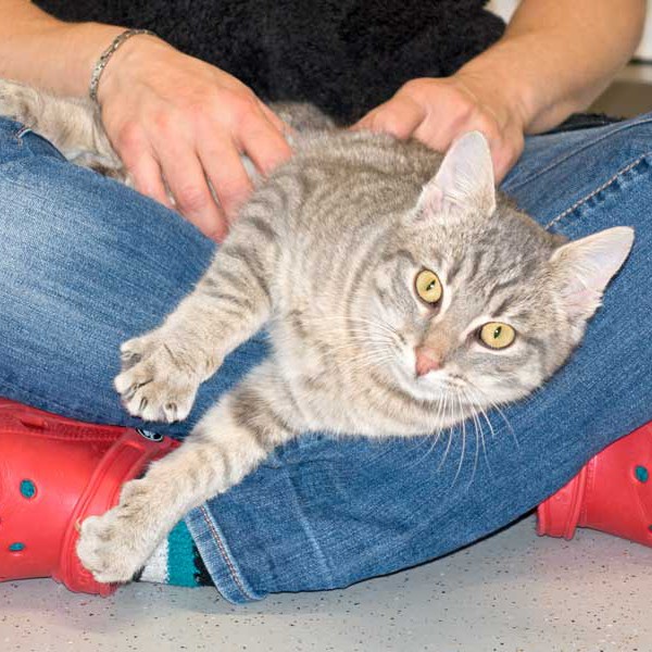 Kater Mr. Grey / © 2015 Arche KaNaum (NH) Kater Mr. Grey / © 2015 Arche KaNaum (NH)