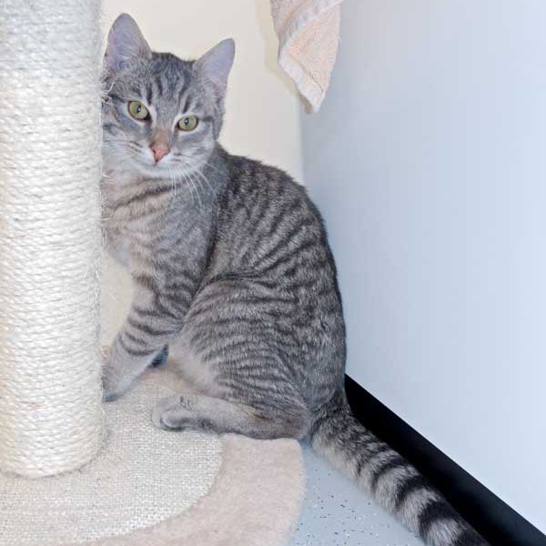 Kater Mr. Grey / © 2015 Arche KaNaum (NH) Kater Mr. Grey / © 2015 Arche KaNaum (NH)