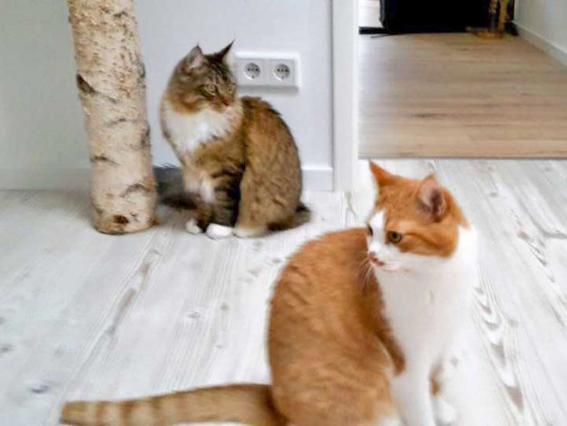 Kater Füchschen (v.) mit seinem Kumpel / © 24.12. '15 Privat