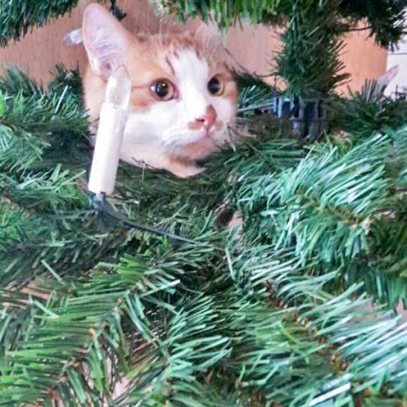 Kater Füchschen sendet liebe Weihnachtsgrüße / © 24.12. '15 Privat