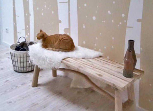 Kater Füchschen im neuen Zuhause / © 24.12. '15 Privat