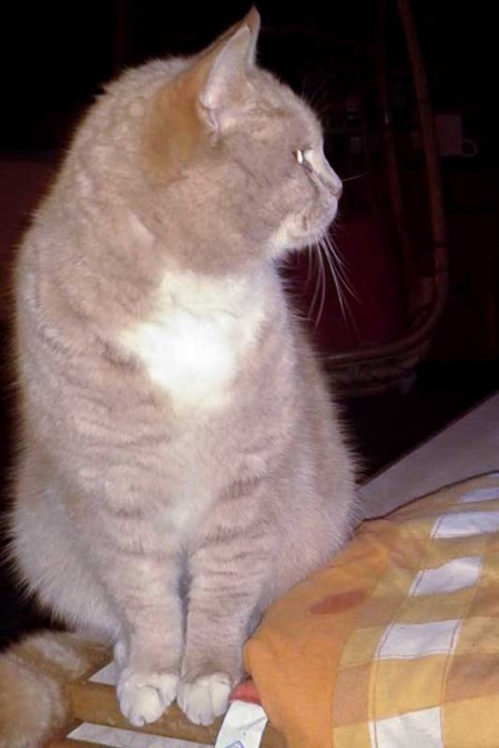 BKH-Fund-Kater aus Naumburg / © 2016 Privat