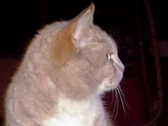 BKH-Fund-Kater aus Naumburg / © 2016 Privat