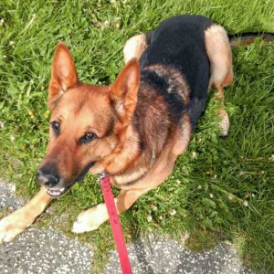 DSH-Mix Beppo / © 2016 Privat