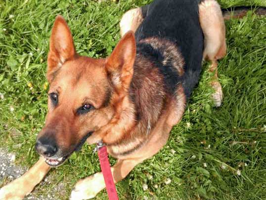 DSH-Mix Beppo / © 2016 Privat