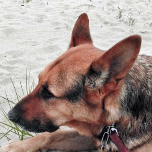 DSH-Mix Beppo / © 2016 Privat