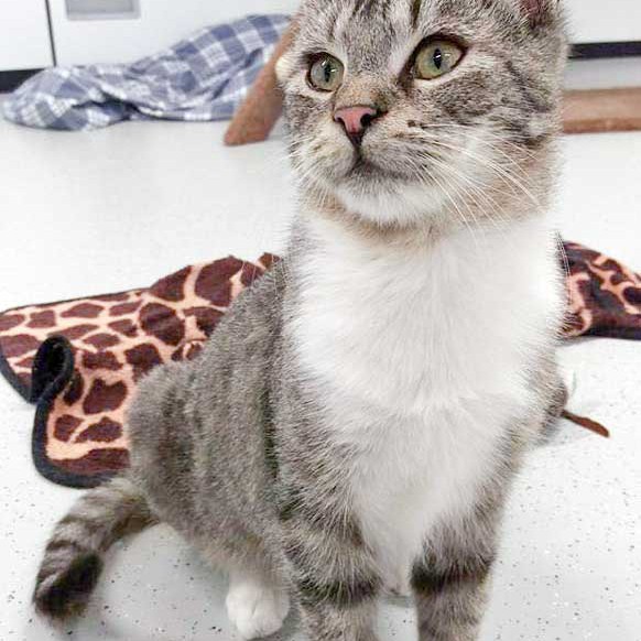 Kater Justus nach einigen Wochen bei uns / © 2016 Arche KaNaum (DN) Kater Justus nach einigen Wochen bei uns / © 2016 Arche KaNaum (DN)