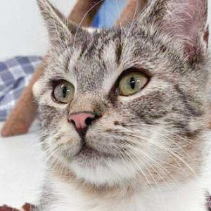 Kater Justus nach einigen Wochen bei uns / © 2016 Arche KaNaum (DN) Kater Justus nach einigen Wochen bei uns / © 2016 Arche KaNaum (DN)