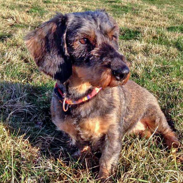 Hündin Rika / © 2016 Arche KaNaum (DN) Hündin Rika / © 2016 Arche KaNaum (DN)