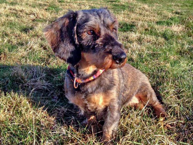 Hündin Rika / © 2016 Arche KaNaum (DN)