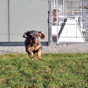 Hündin Rika / © 2016 Arche KaNaum (DN) Hündin Rika / © 2016 Arche KaNaum (DN)